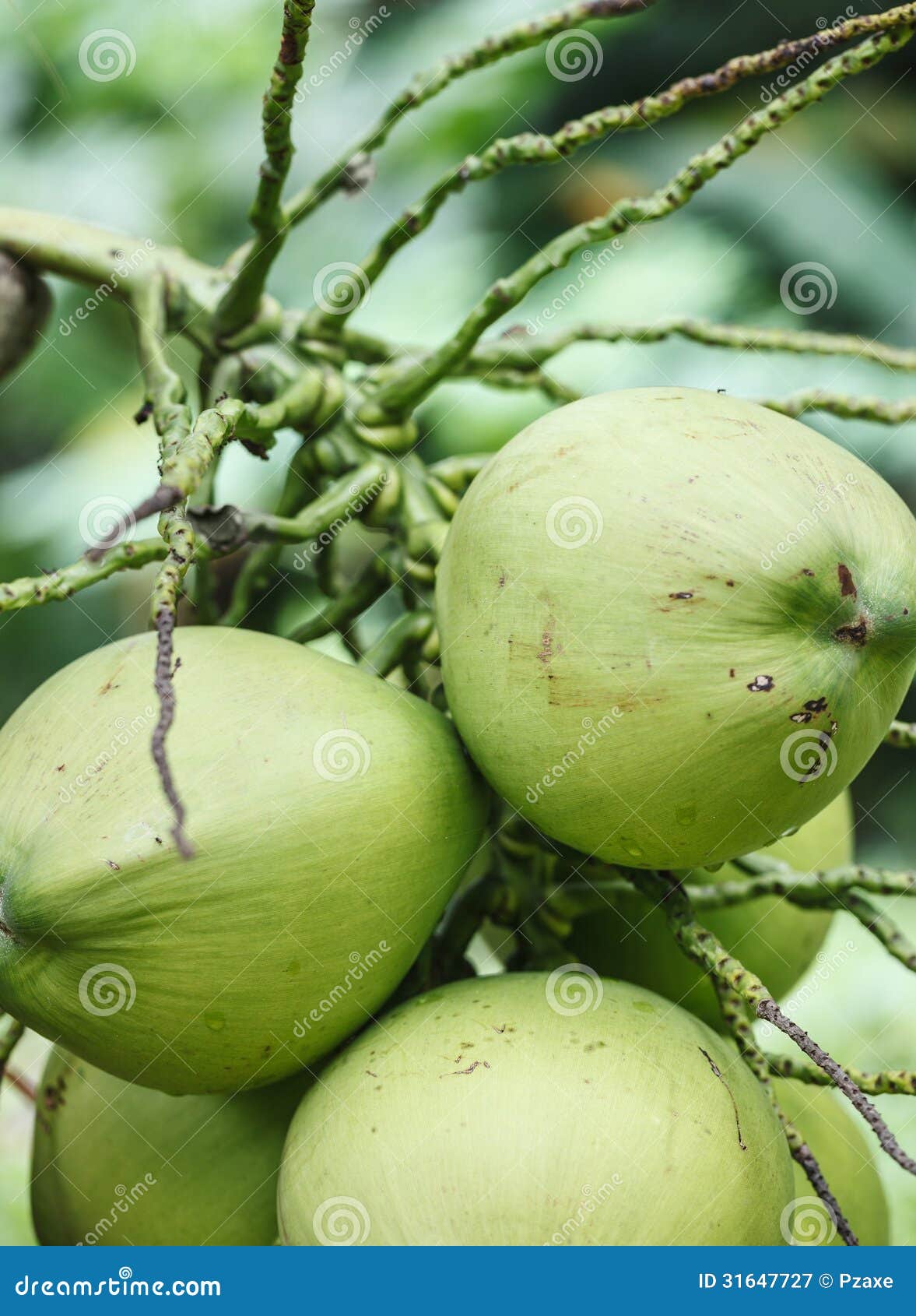 Frutas De Las Palmeras Del Coco Nueces Grandes Imagen de archivo