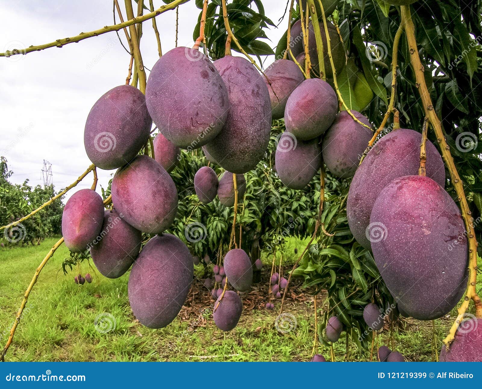 Mango - Frutas do Brasil