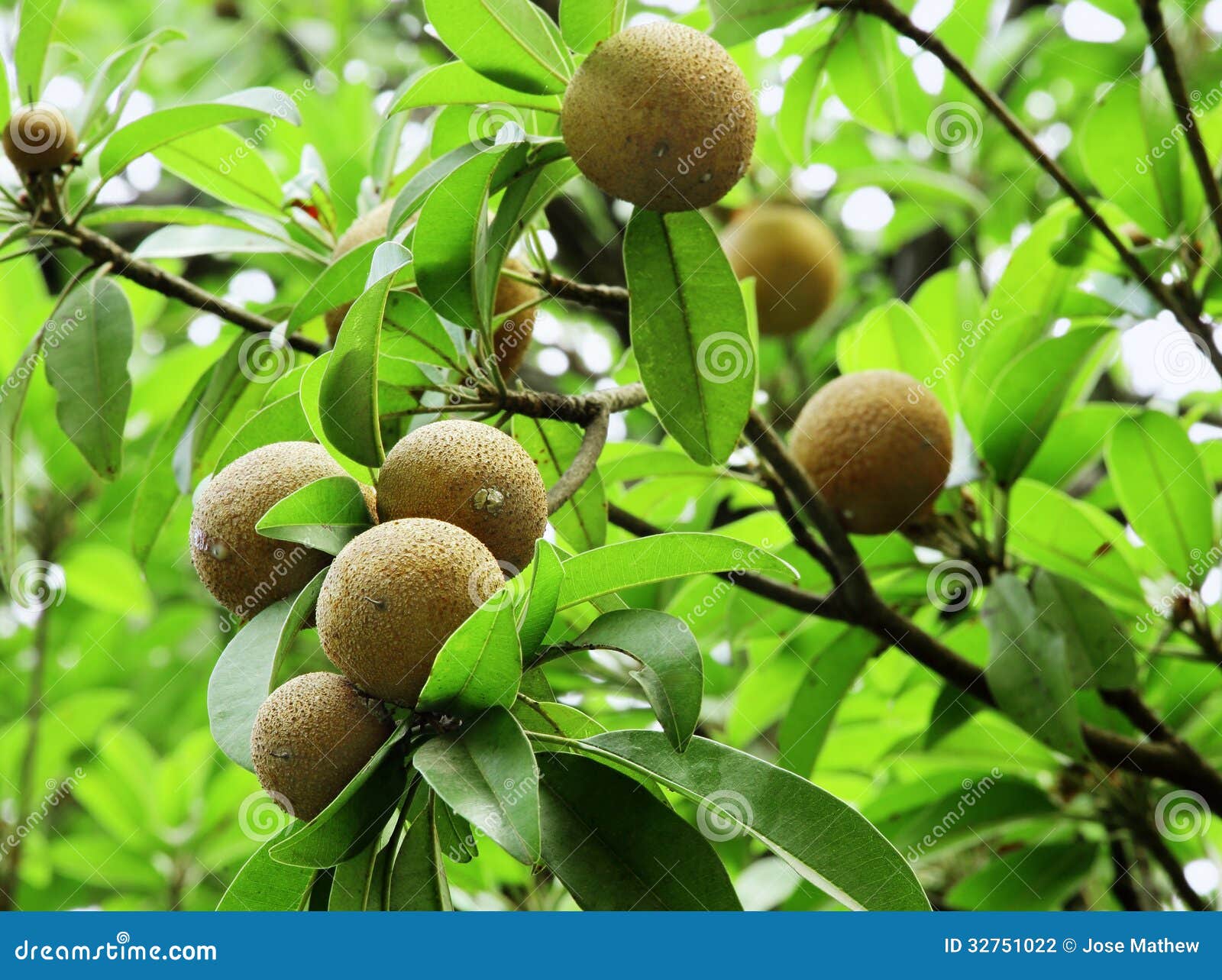 Frutas del zapote foto de archivo. Imagen de cubo, planta 32751022