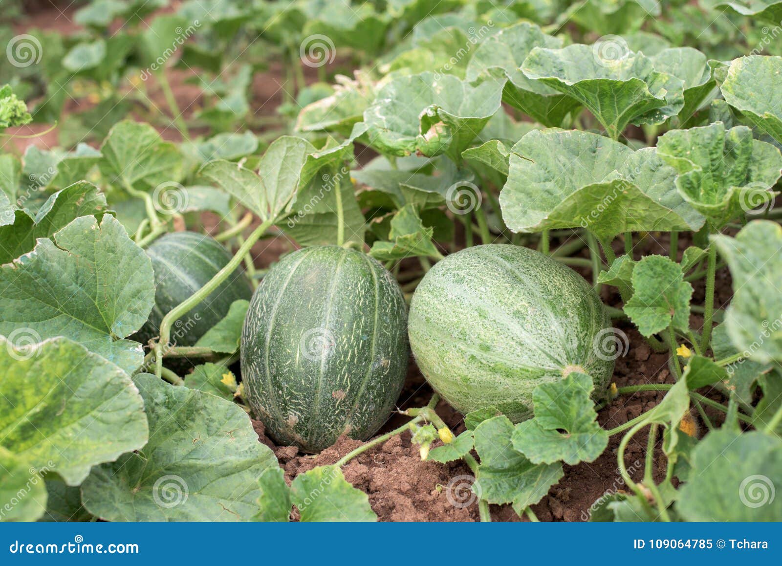 Frutas y planta del melón imagen de archivo. Imagen de verde 109064785