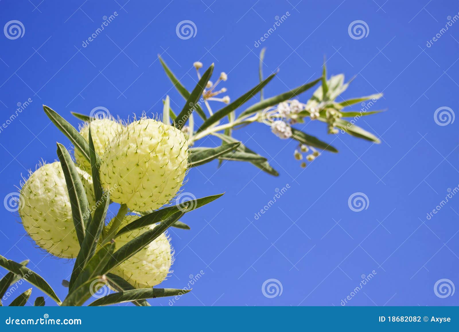 Fruticosa Van Asclepias En Duidelijke Blauwe Hemel Stock Foto - Image ...