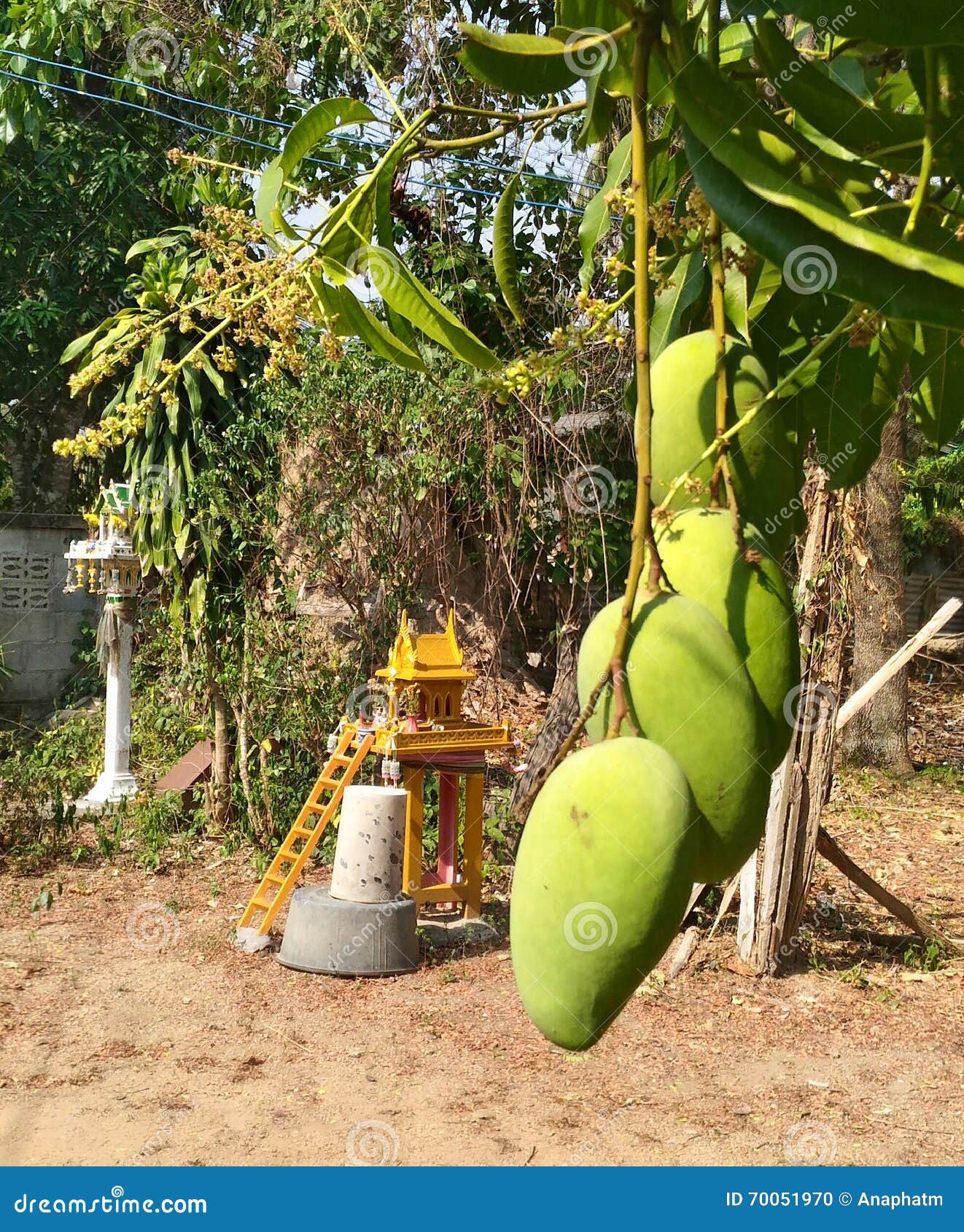 Fruto da fé. Jardim da fé do fruto