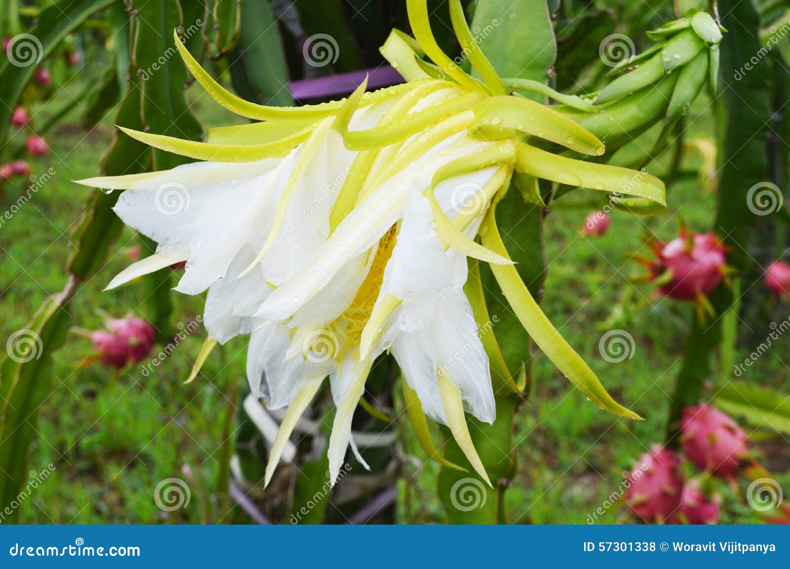 Fruto do dragão da flor foto de stock. Imagem de colher - 57301338