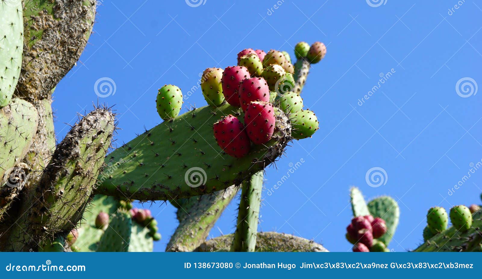 Grupo Mexicano Do Cacto Fotos De Stock – 157 Grupo Mexicano Do