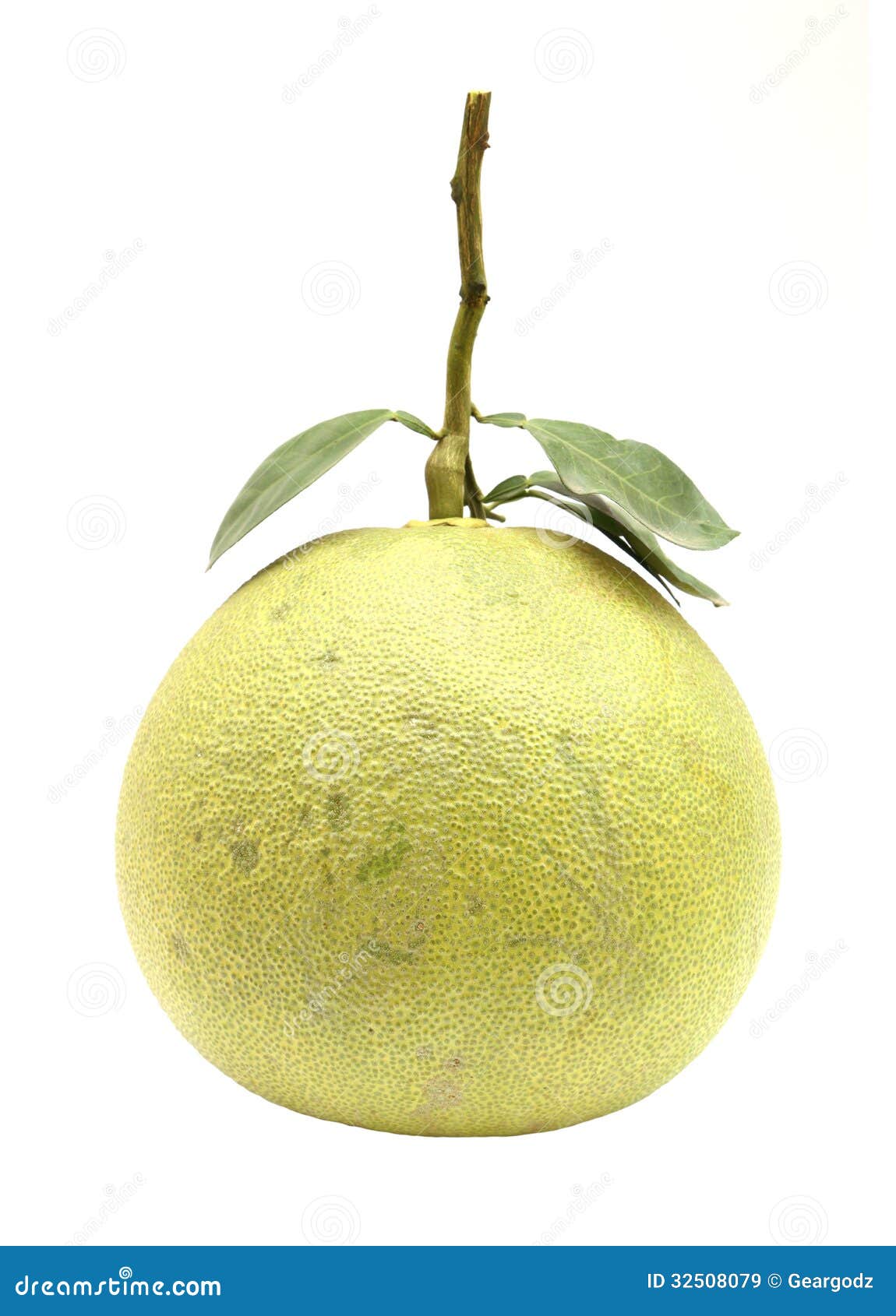 Fruto verde do pomelo imagem de stock. Imagem de suculento 32508079