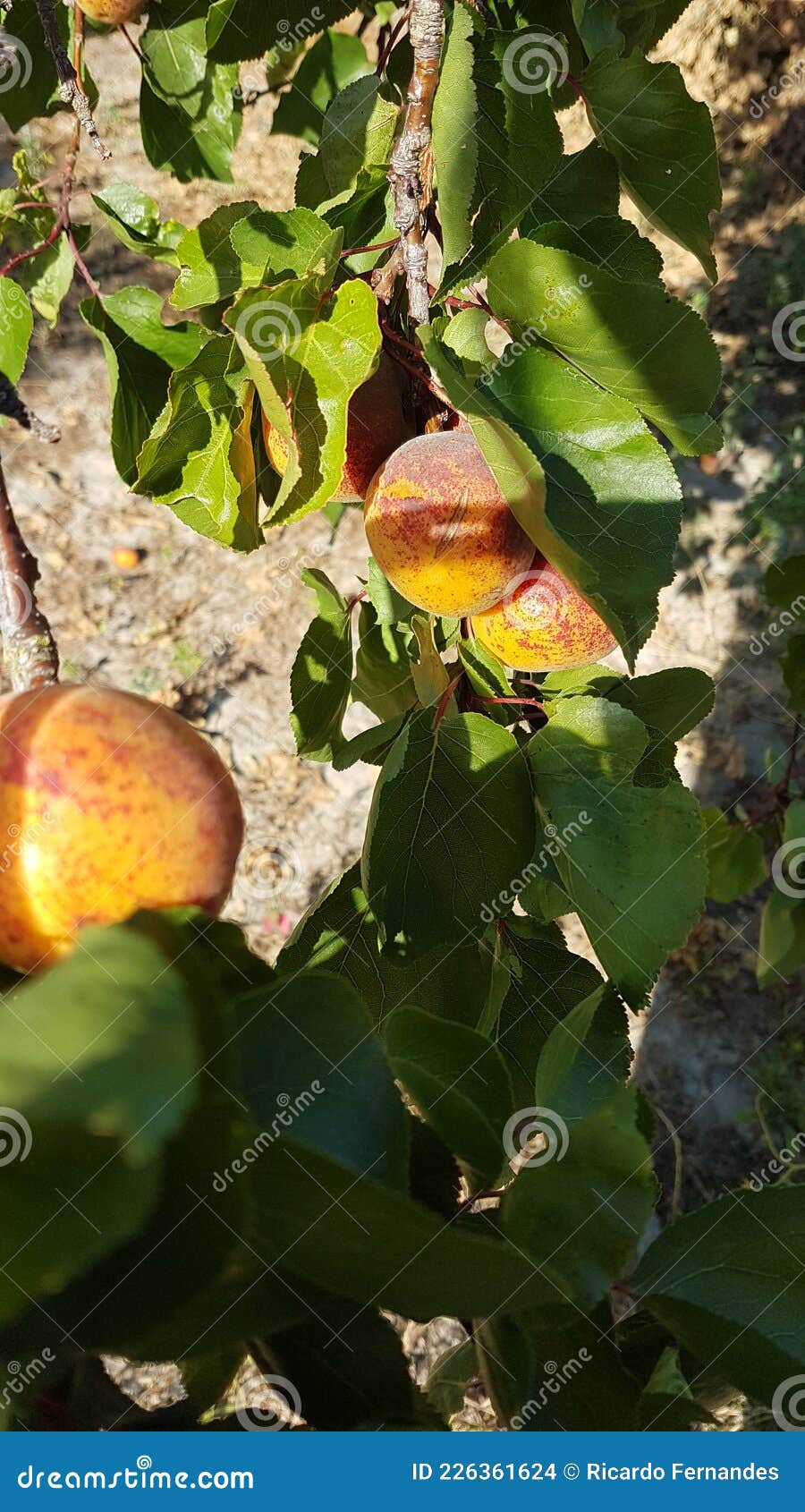 Fotos de Damasco fruta, Imagens de Damasco fruta sem royalties