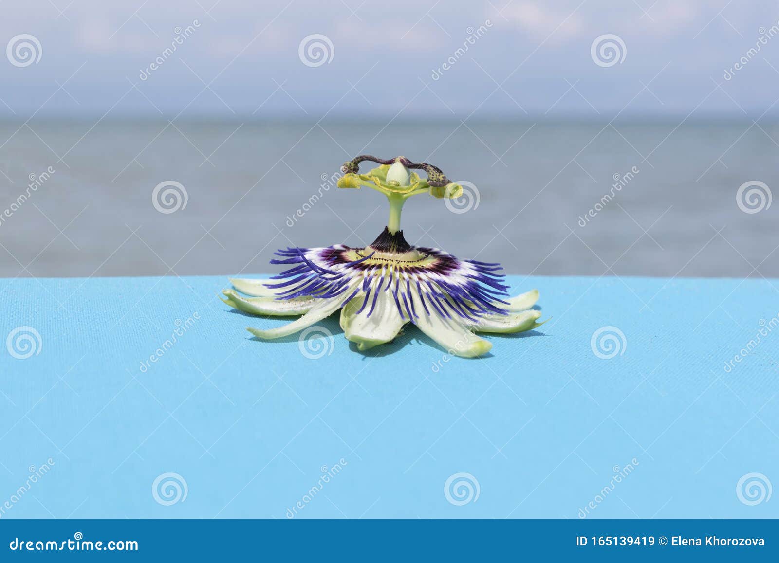 Frutos De Pasión Y Flores En Un Fondo Azul Brillante En La Playa De La Isla De Corfú, Grecia Positivo Feliz Estado De ánimo Imagen de archivo - Imagen de delicioso, humor: Frutos De Pasión Y Flores En Un Fondo Azul Brillante En La Playa De La Isla De Corfú, Grecia Positivo Feliz Estado De ánimo Imagen de archivo - Imagen de delicioso, humor: