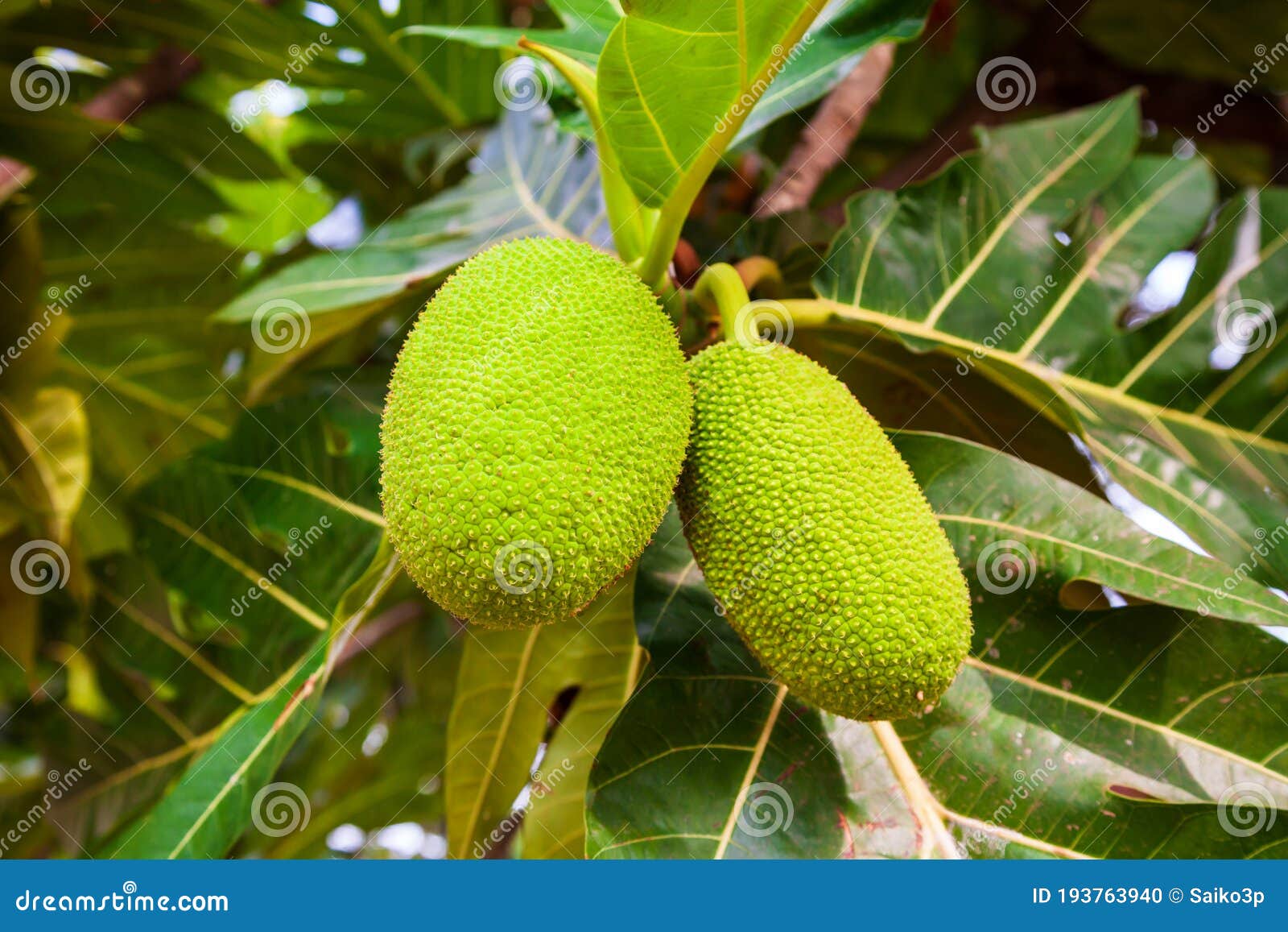 Frutos Del árbol De Pan En Asia Foto de archivo - Imagen de sano, dulce:  193763940