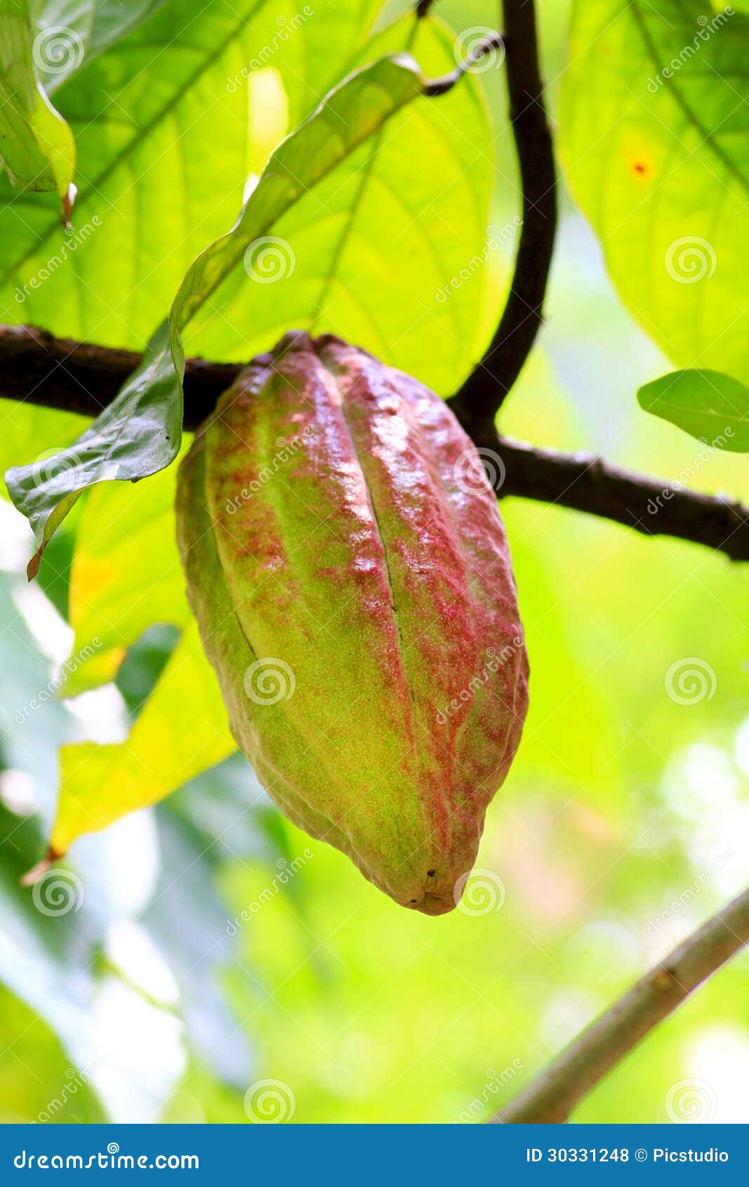 Bello primo piano sparato della frutta dei Cochi.