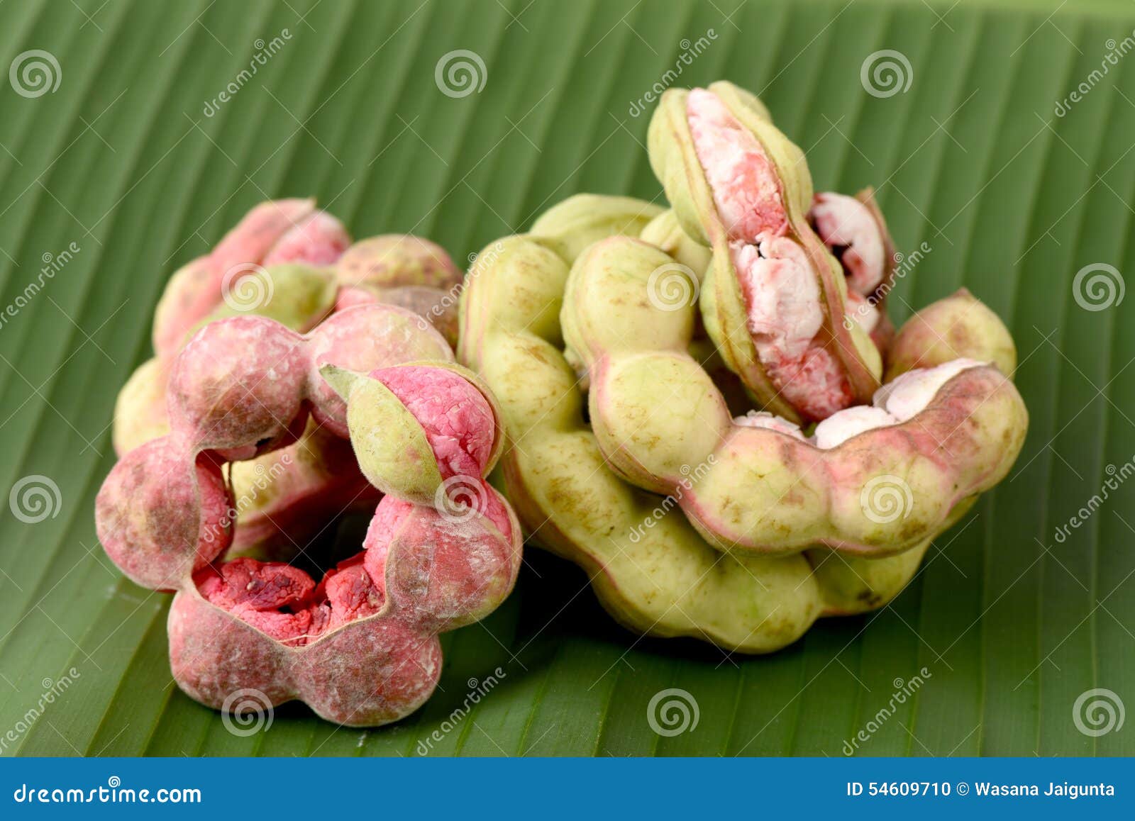 Frutta del tamarindo di Manila (dulce Benth del Pithecellobium ) frutta isolata su fondo bianco. Frutta del tamarindo di Manila (dulce Benth del Pithecellobium ) La frutta ha proprietà medicinali