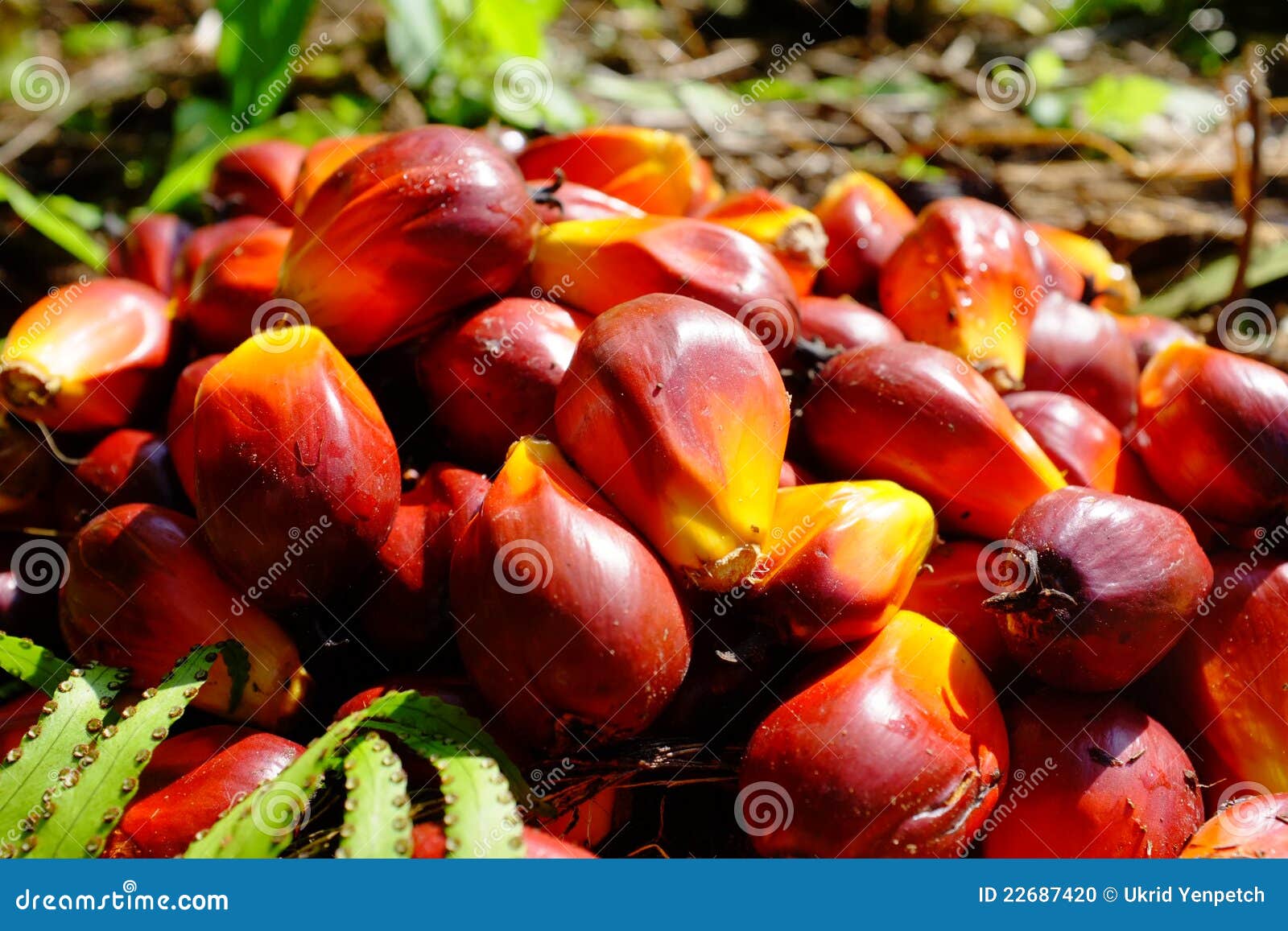 Il colore della frutta della palma in giardino