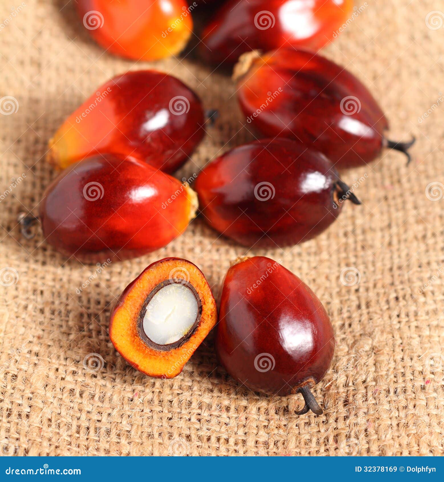 Frutta della palma da olio. Un gruppo di palma da olio fruttifica sul fondo della tela da imballaggio del sacco.
