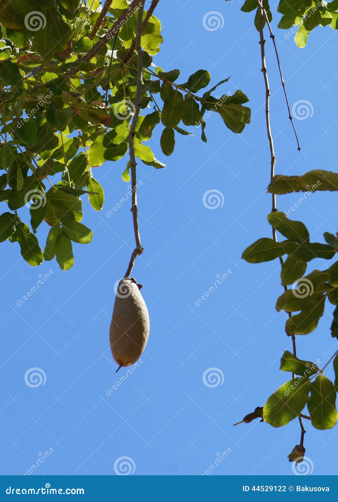Frutta Del Primo Piano Dell'albero Della Salsiccia  Kigelia  Che Cresce Adelaide Sou Image74269701 - Foto 2