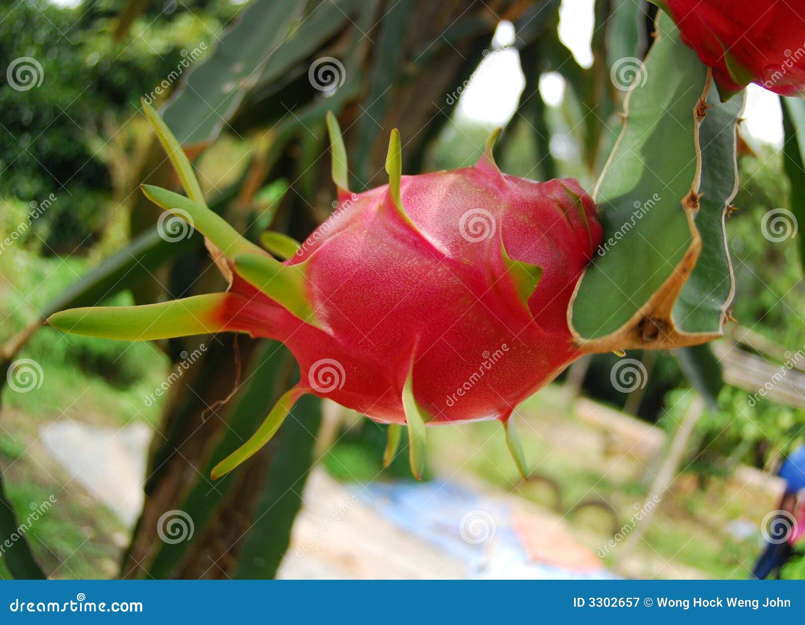 Drago Rosso Cartone Animato Su Sfondo Bianco - Immagini Vettoriali Stock E Altre Immagini Di Ala - Foto 7