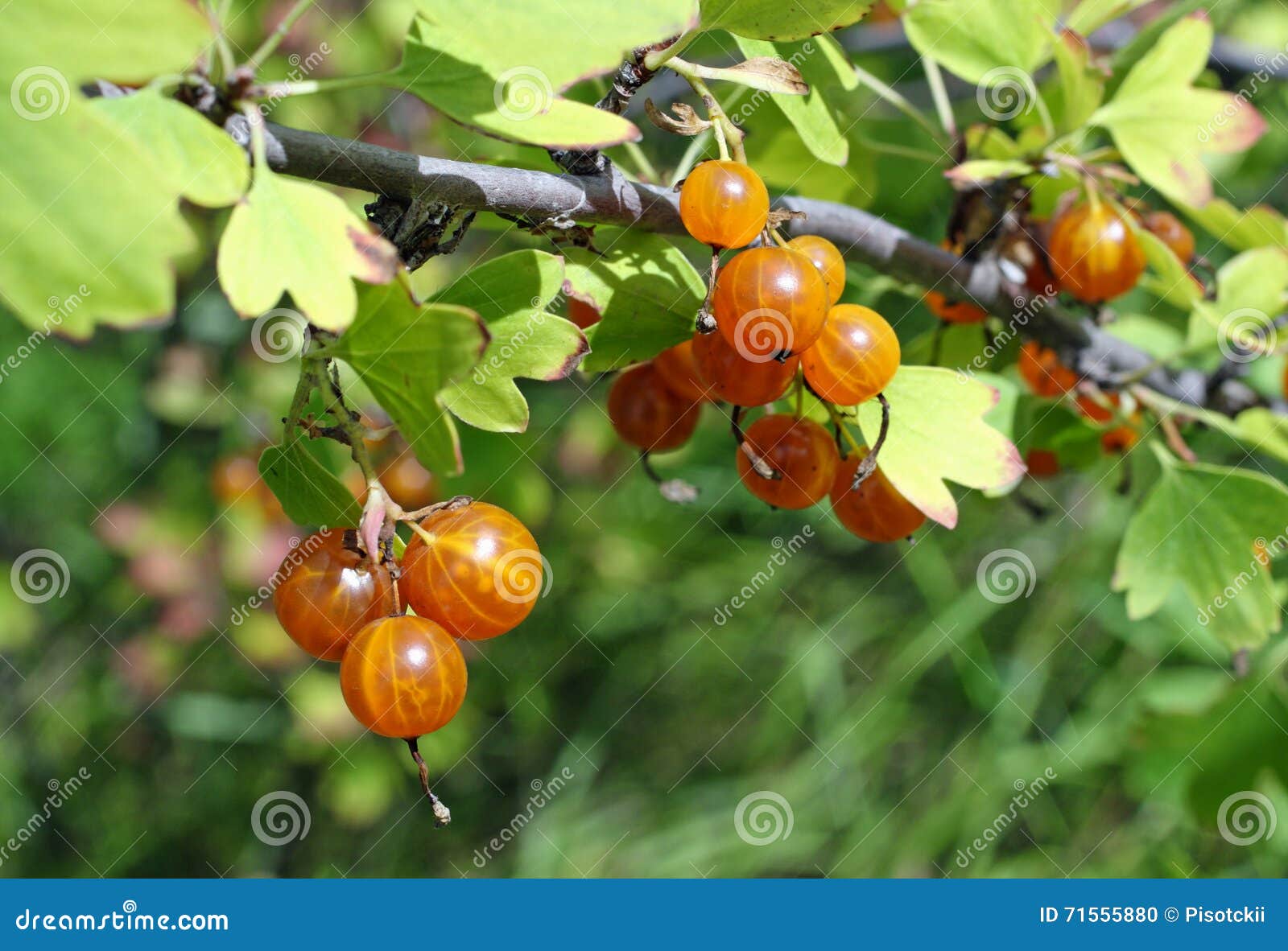 Frutti Arancio Di Jostaberry Fotografia Stock Immagine di frutta