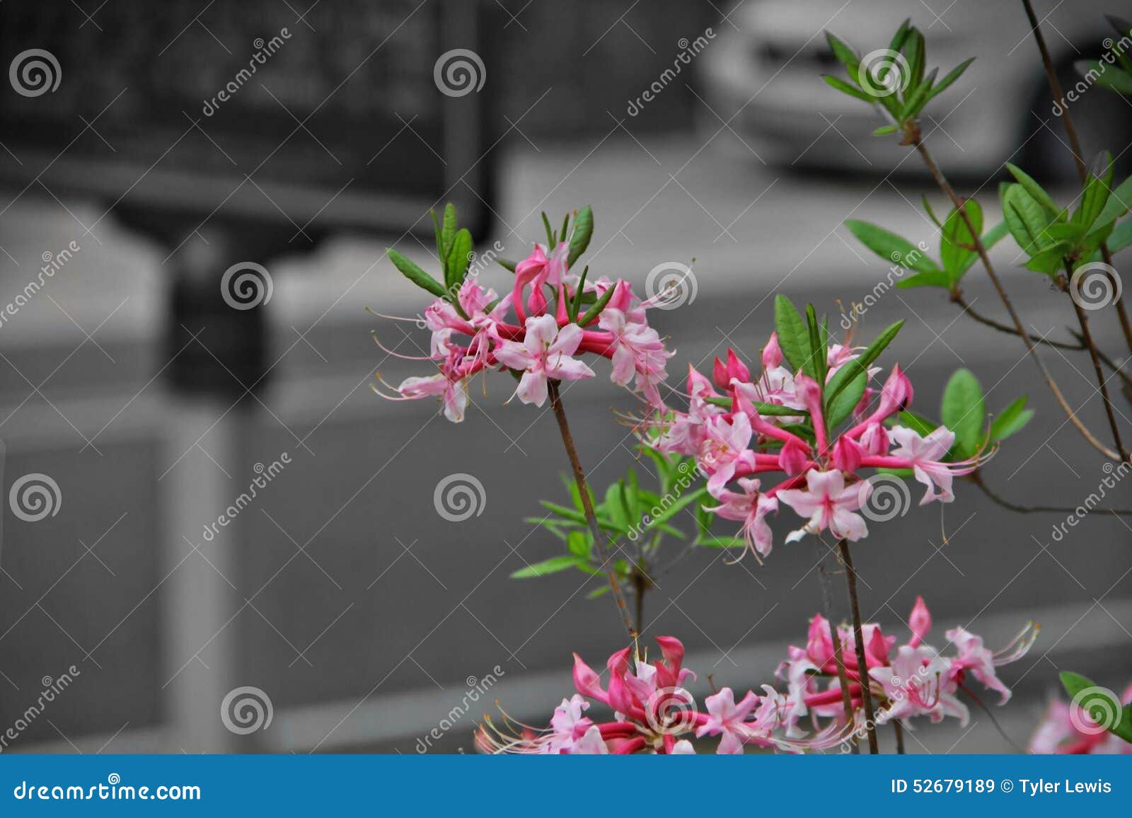 Blumen, die im Frühjahr blühen