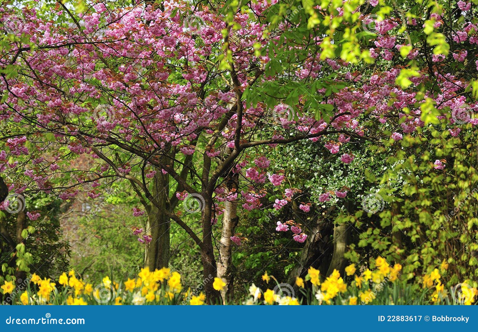 Frühlingslaub. Das frische und bunte Laub, des frühen Frühlinges in einem lokalen Park, Kirschblüte, Narzissen und Laub kennzeichnend.