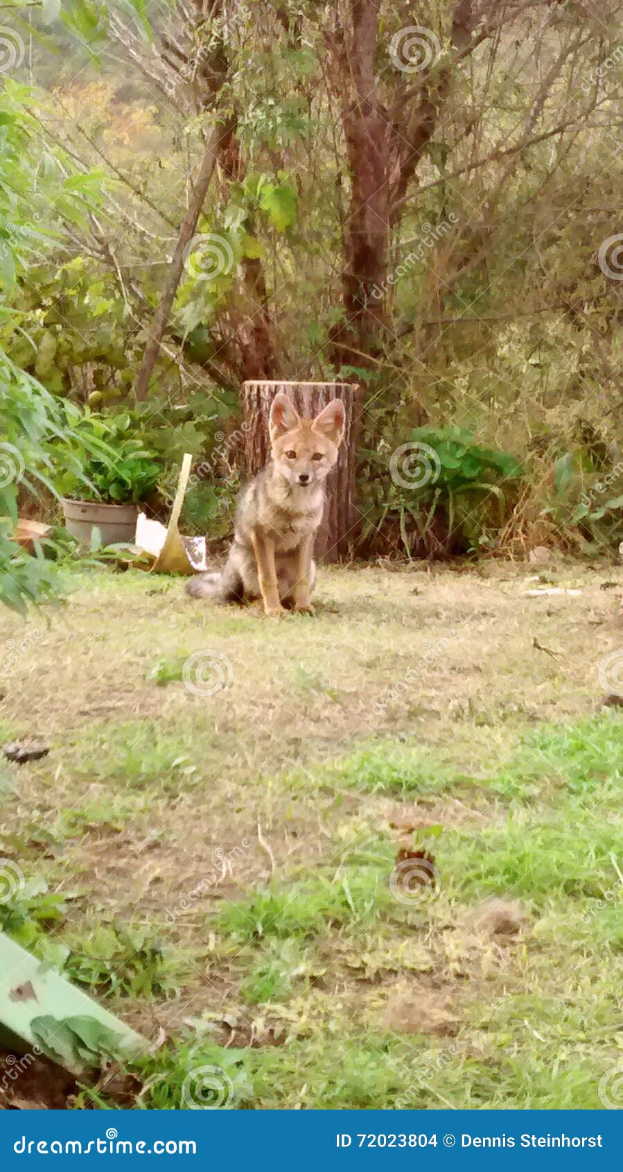 Kleiner Fuchs auf dem Gebiet