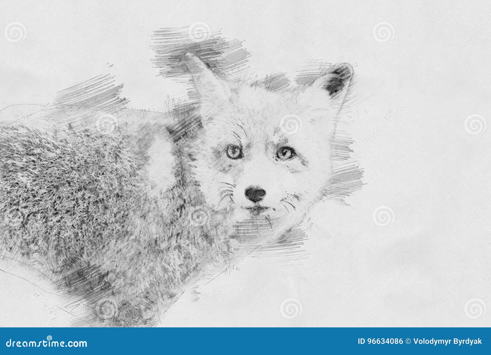 Fuchs Skizze mit Bleistift stock abbildung. Illustration von hand