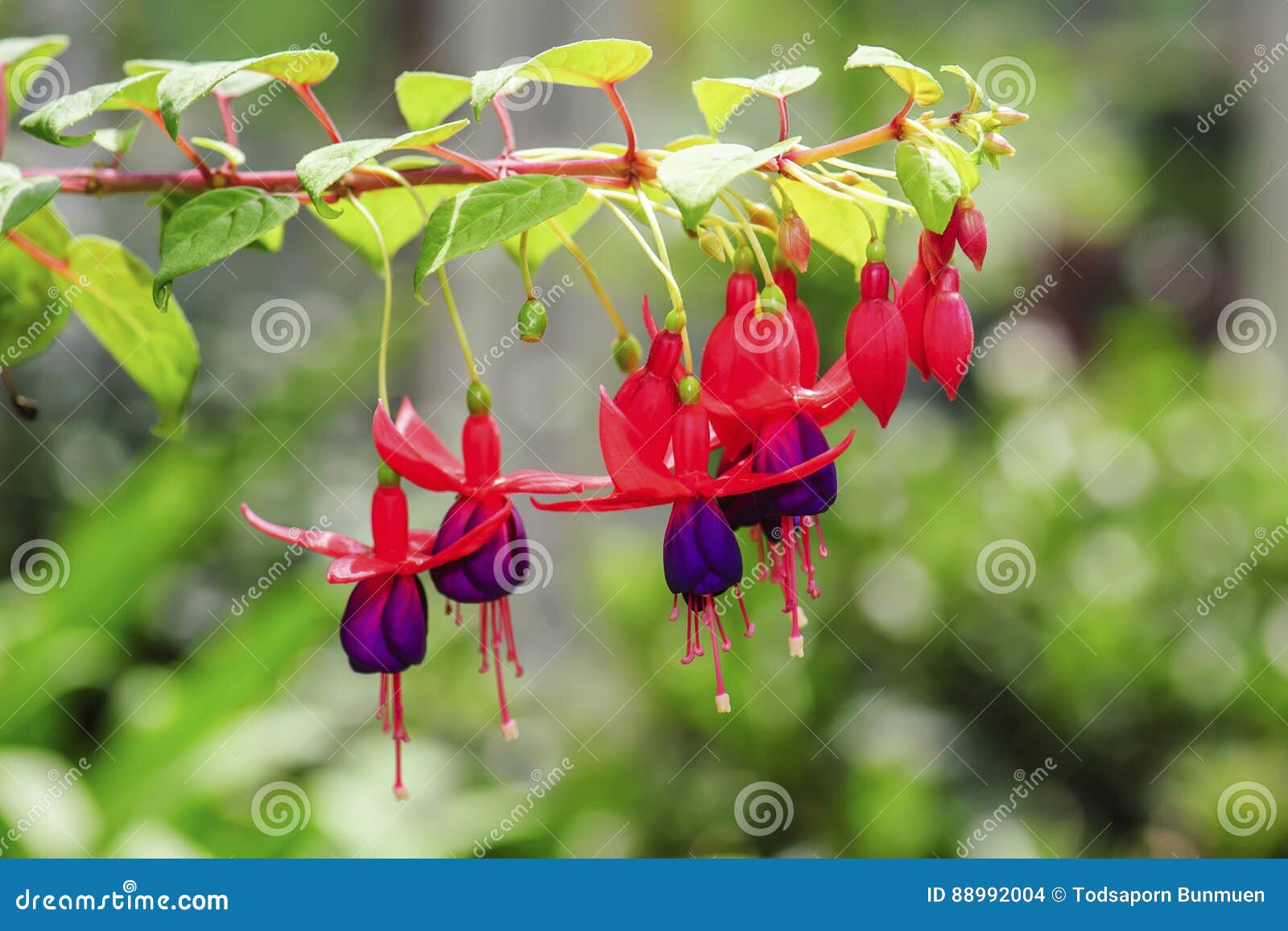 Fuchsia Angel Earrings Onagraceae Flowers Stock Photo Image of
