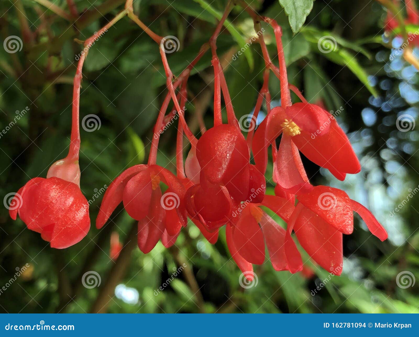 fuchsia begonia begonia foliosa var. miniata planch. & linden l.b. sm. & b.g. schub or fuchsein-schiefblatt