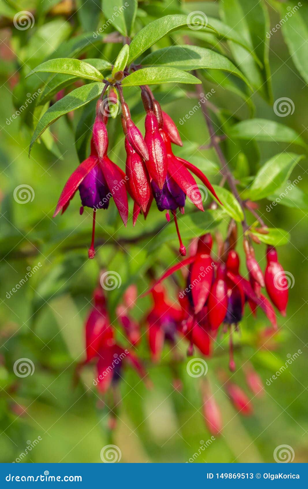 fuchsia blooming family onagraceae, evergreen ornamental plant. red flowers bells with lilac petals inside. beautiful