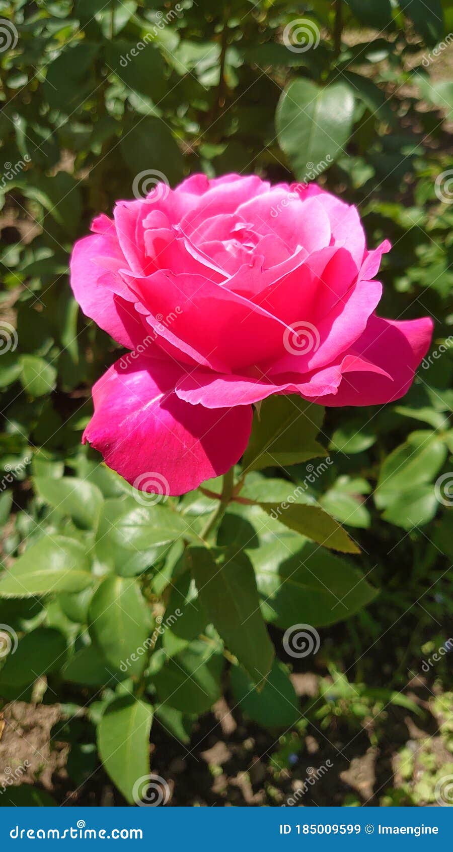 Fuchsia or Bright Pink Roses in Full Bloom Stock Image Image of roses