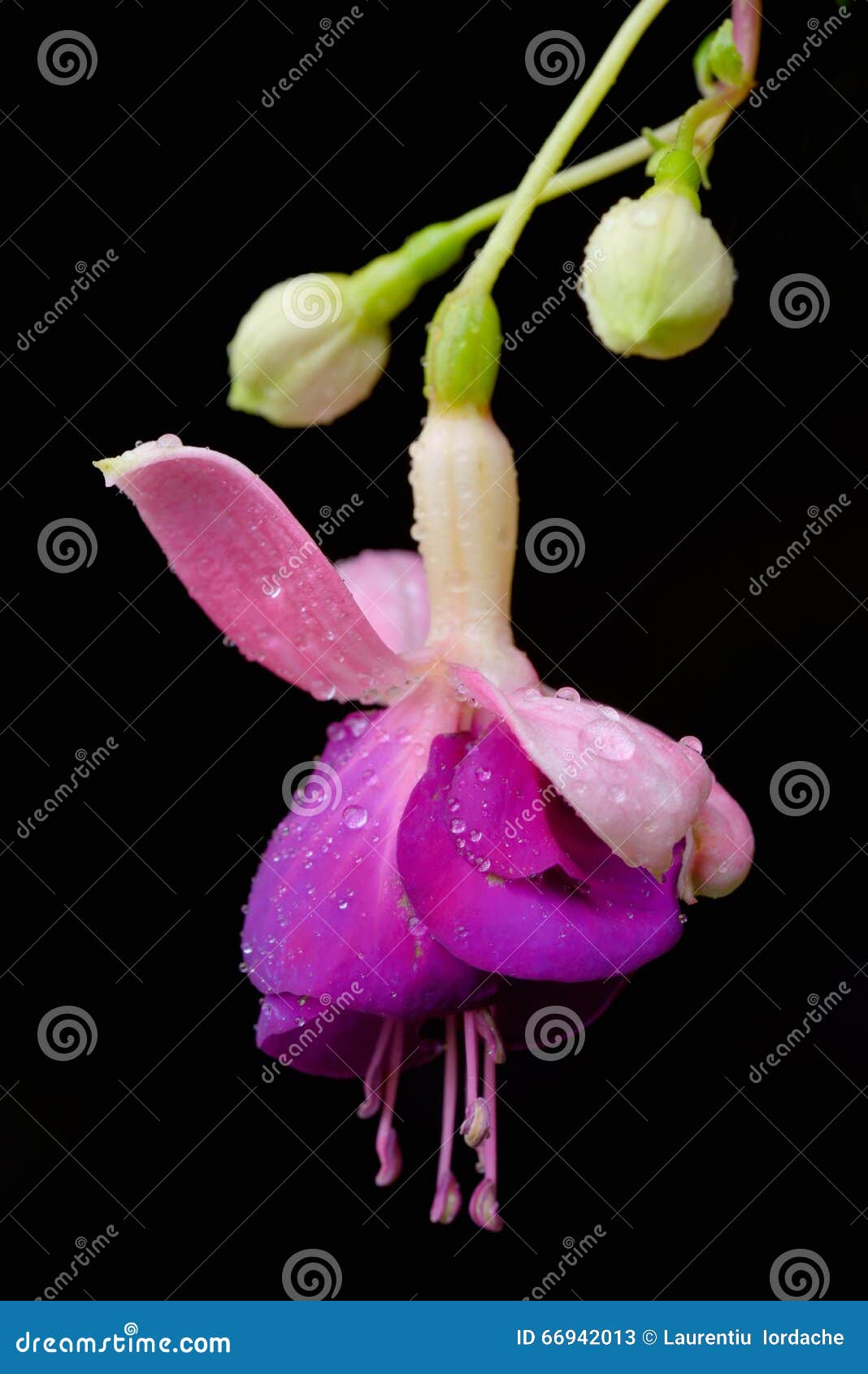 fuchsia flower or onagraceae