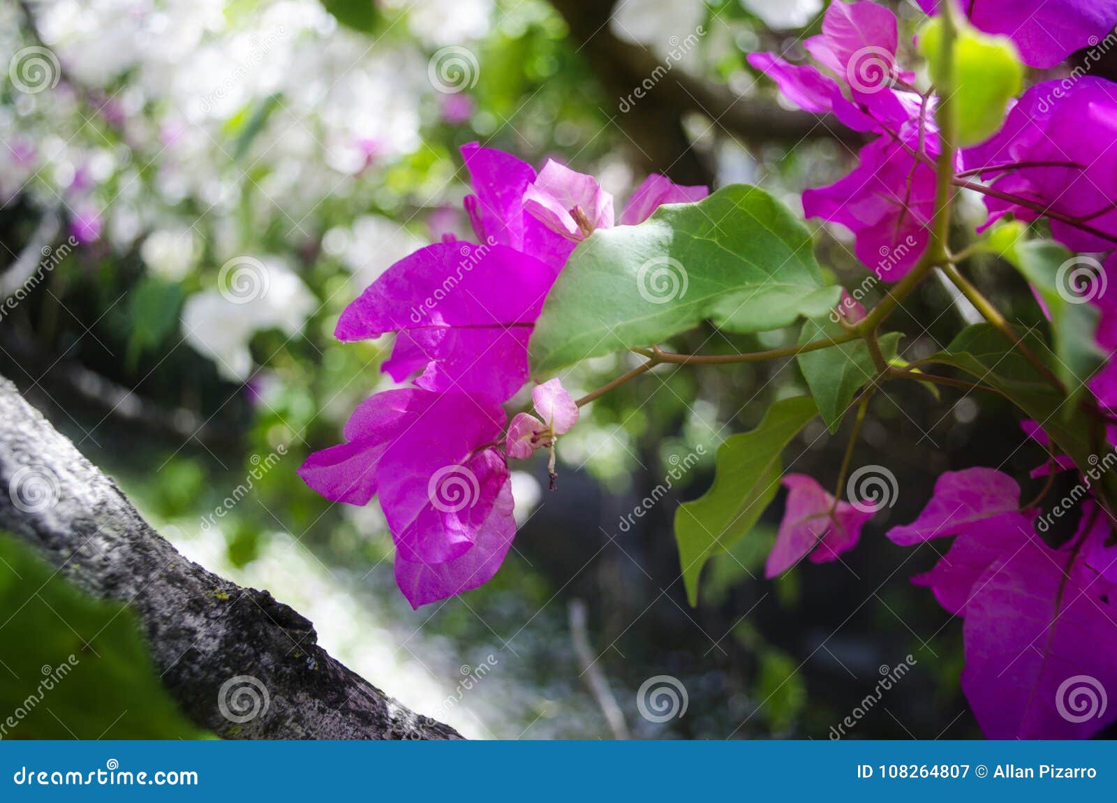 fuchsia flower tree