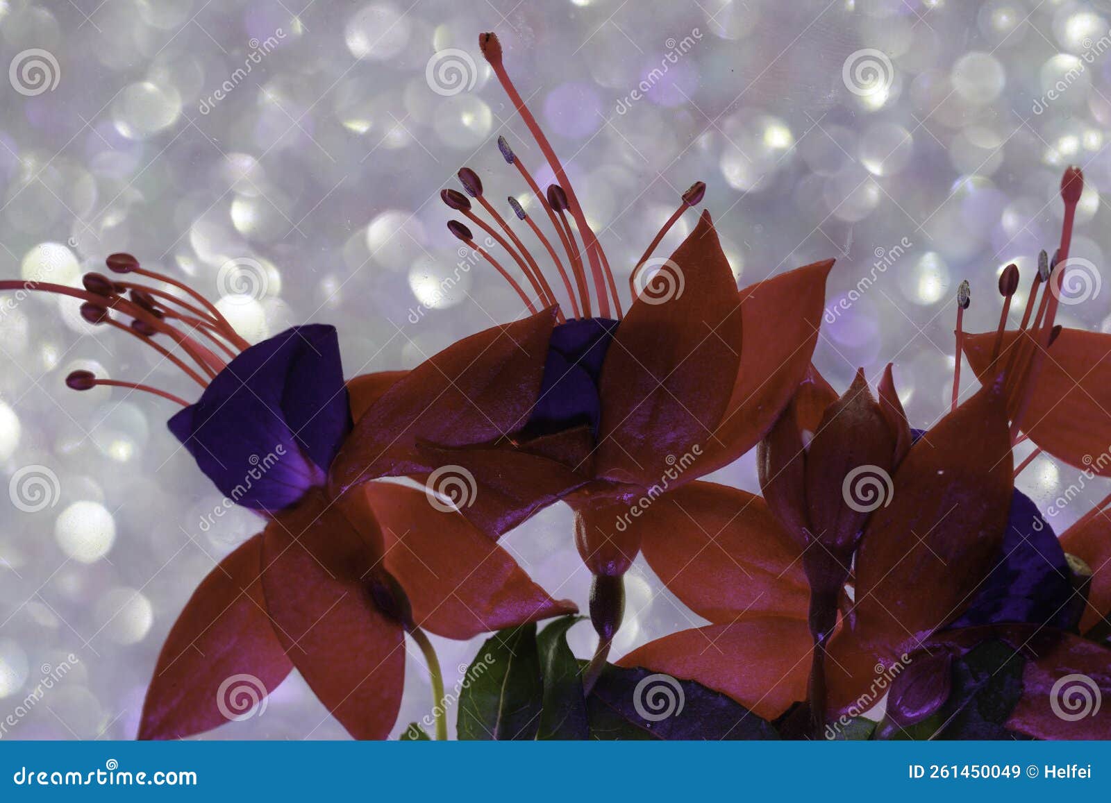Fuchsia Flower in the Vase and in the Picture Frame Stock Image Image
