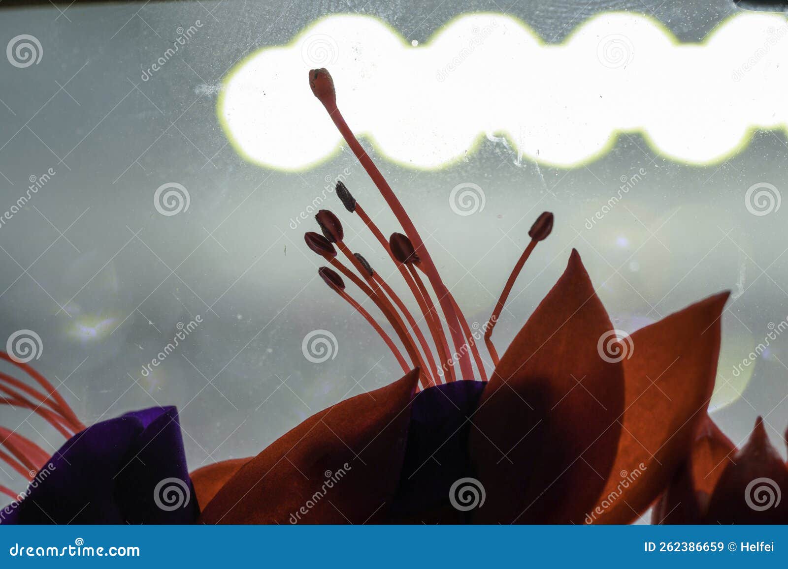 Fuchsia Flower in the Vase and in the Picture Frame Stock Image Image