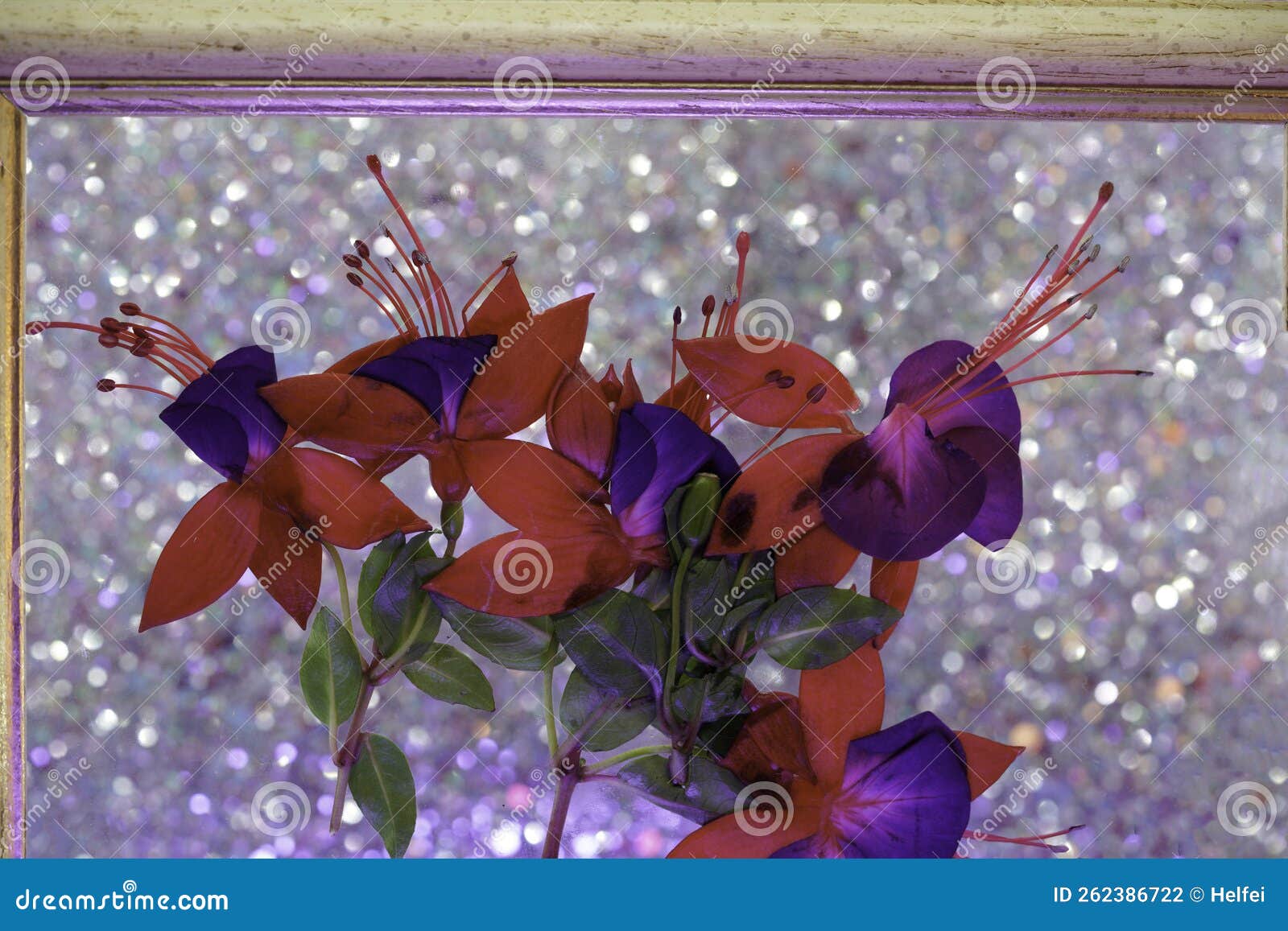 Fuchsia Flower in the Vase and in the Picture Frame Stock Photo Image