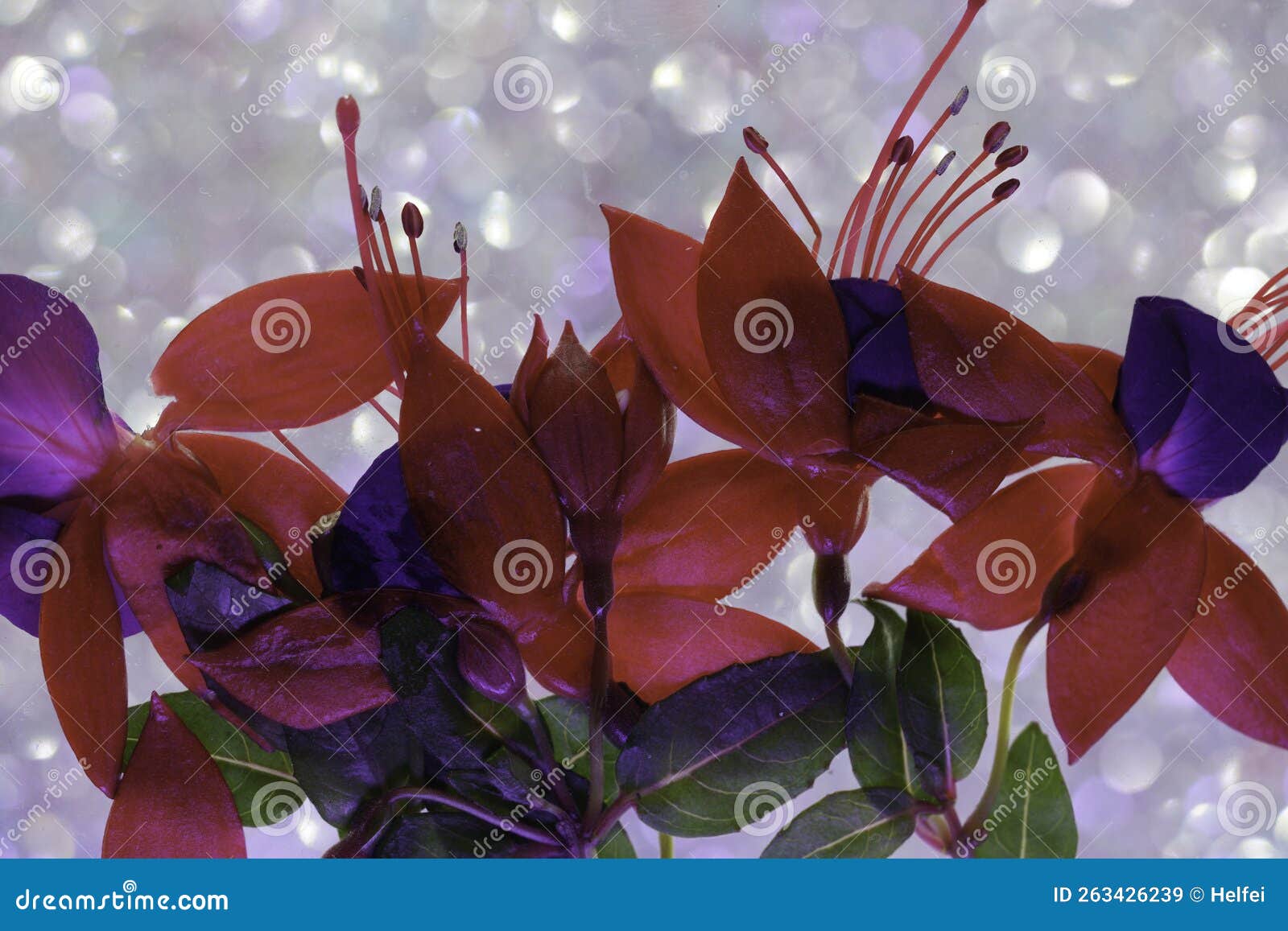 Fuchsia Flower in the Vase and in the Picture Frame Stock Image Image