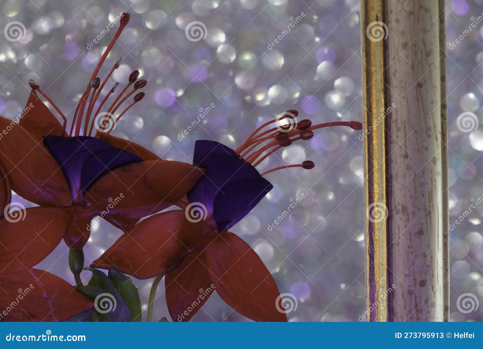 Fuchsia Flower in the Vase and in the Picture Frame Stock Image Image