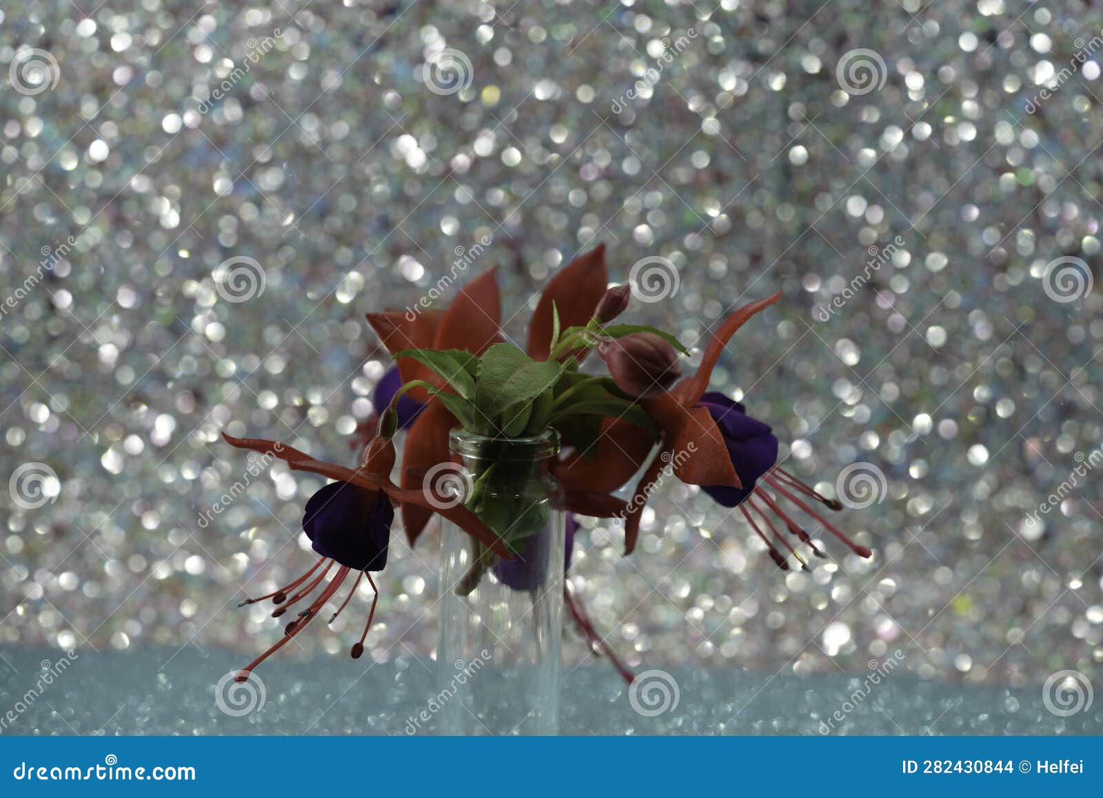 Fuchsia Flower in the Vase and in the Picture Frame Stock Photo Image