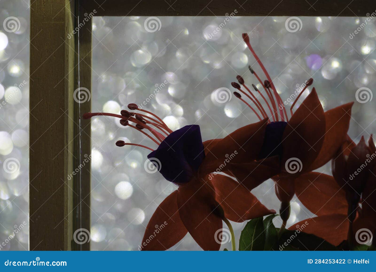 Fuchsia Flower in the Vase and in the Picture Frame Stock Photo Image