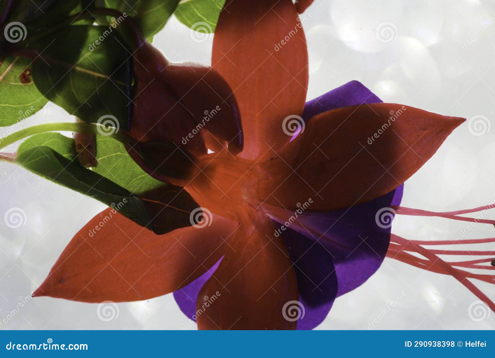 Fuchsia Flower in the Vase and in the Picture Frame Stock Photo Image
