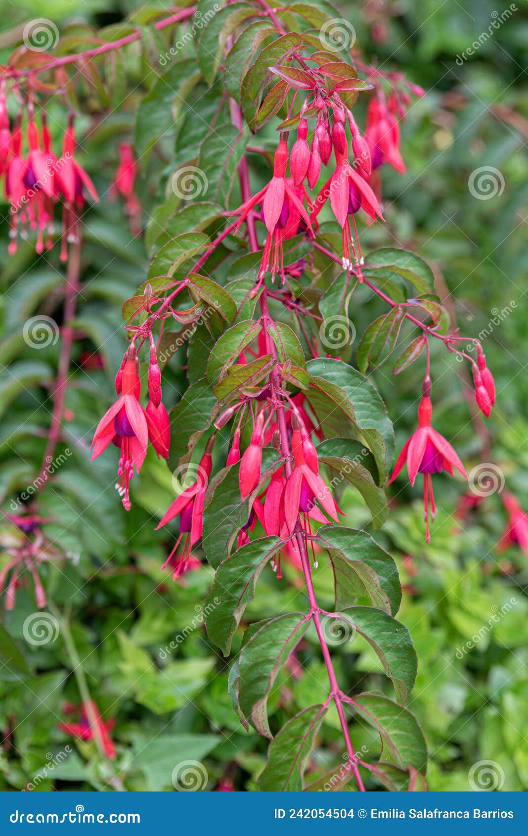 fuchsia magellanica is a fuchsia with bell-d fuchsia flowers and a green background