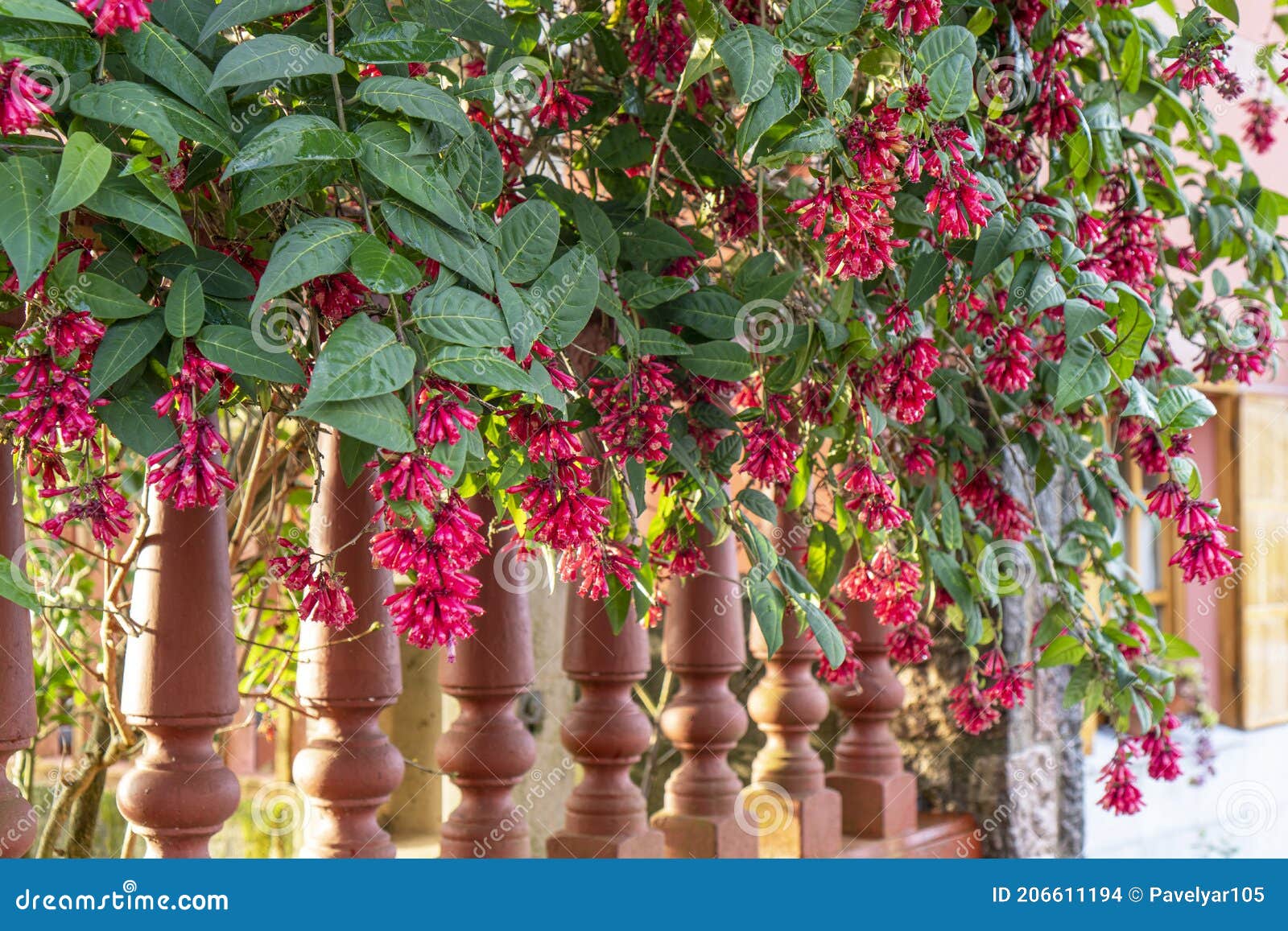 fuchsia or onagraceae and wooden fence