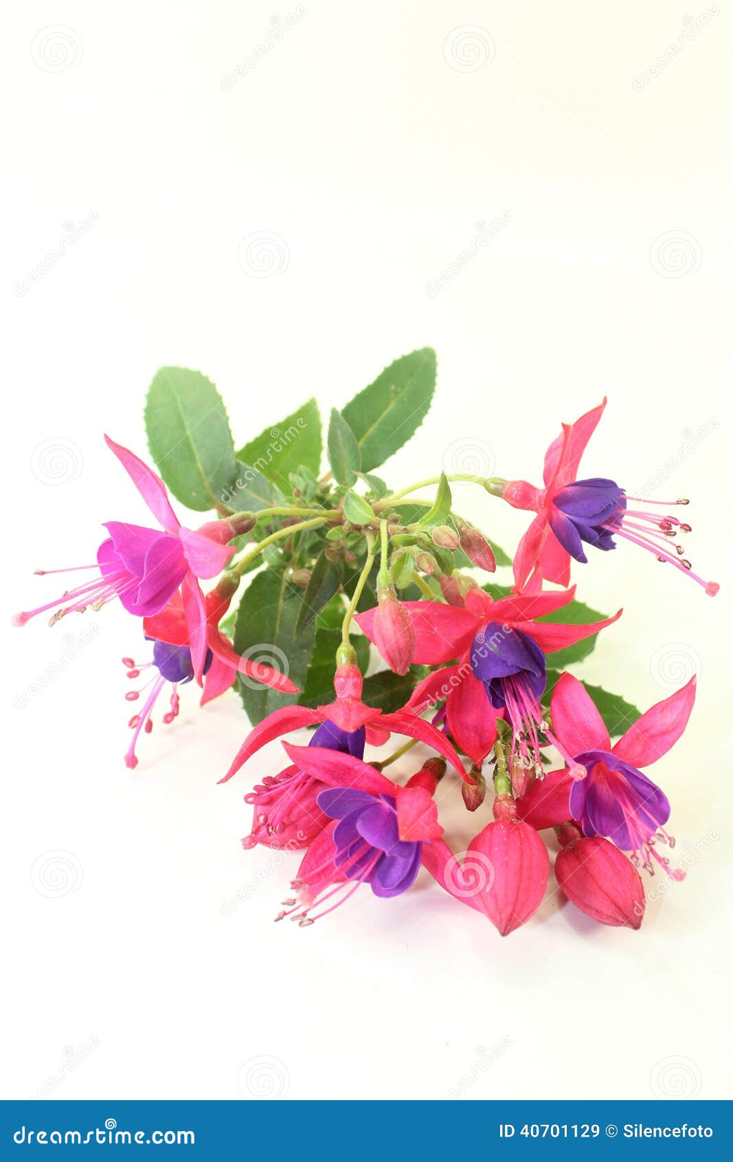 Fuchsia stock image. Image of summer, beauty, flowering 40701129