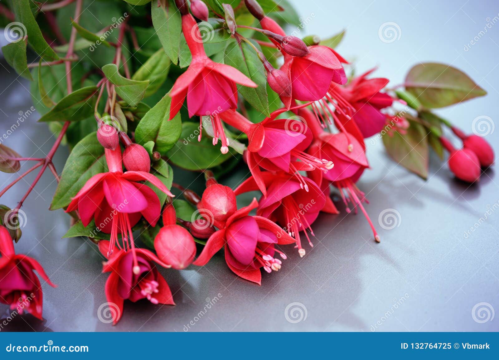 beautiful fuchsia flower