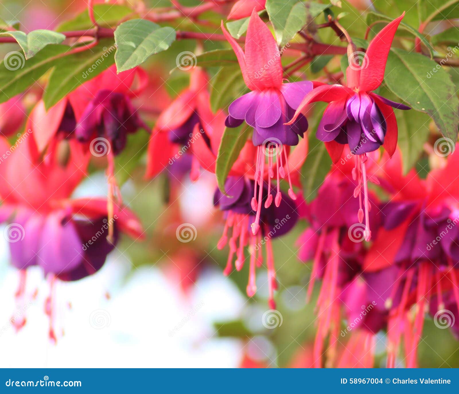 Een zekere Teleurgesteld noorden Fuchsias Pink and Purple Hanging Flowers Stock Photo - Image of flowers,  pink: 58967004