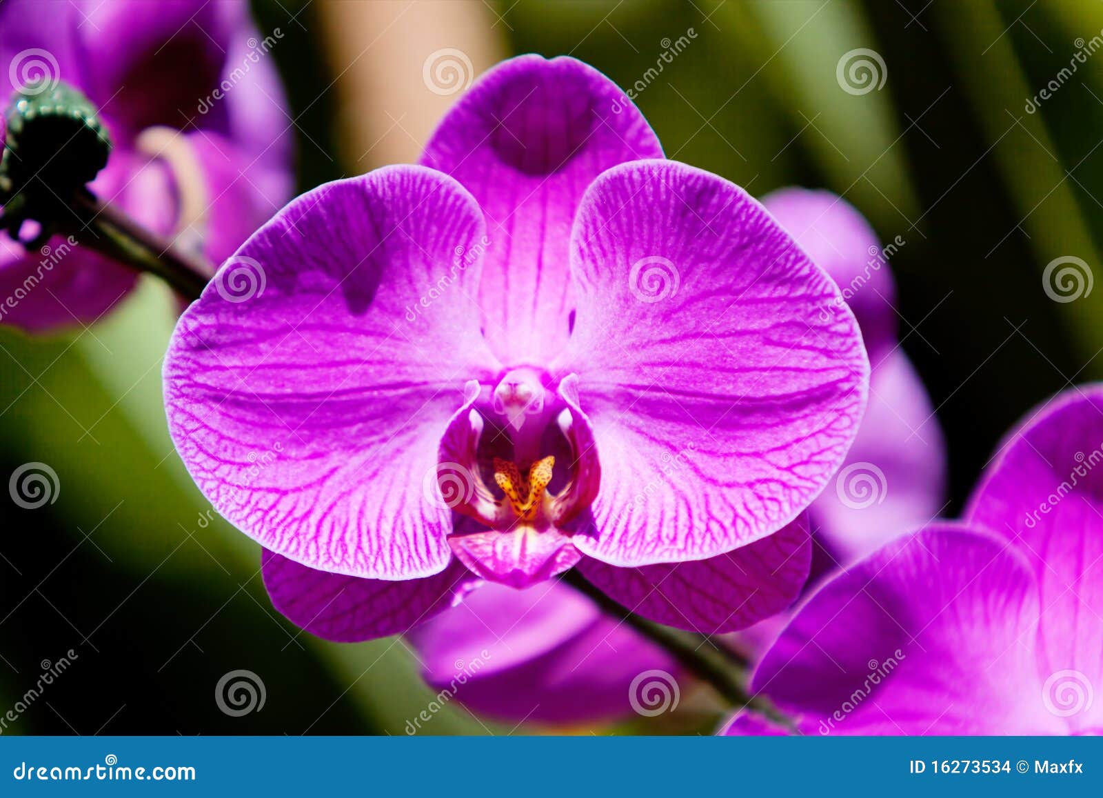 fucshia color orchid flower