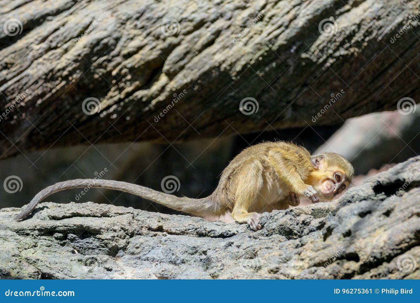 FUENGIROLA, ANDALUCIA/SPAIN - JULY 4 : Talapoin Monkey Miopithecus talapoin in the Bioparc Fuengirola Costa del Sol Spain on July 4, 2017