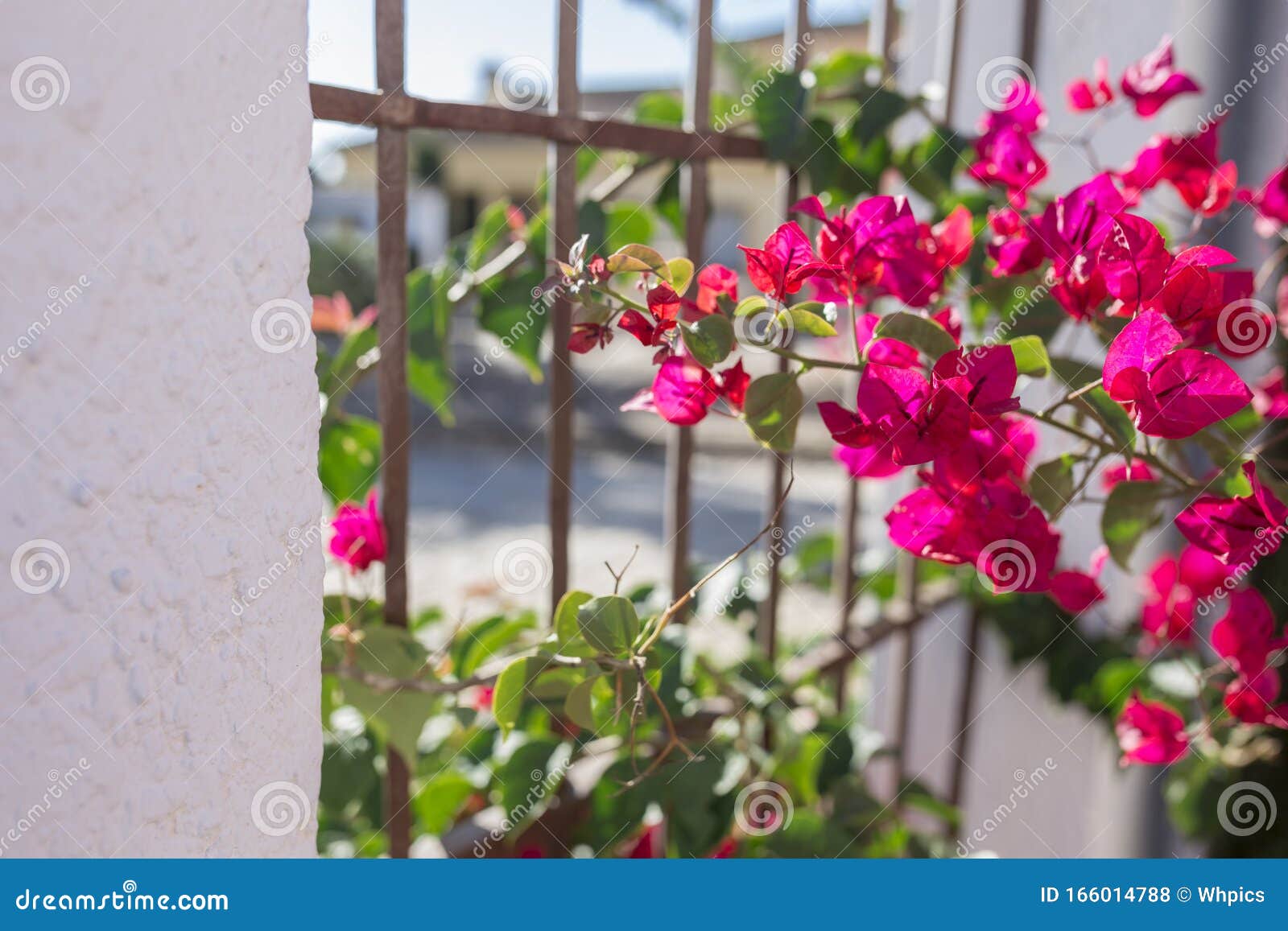 fuente palmera whitewashed walls and windows full of flowers, cordoba, spain