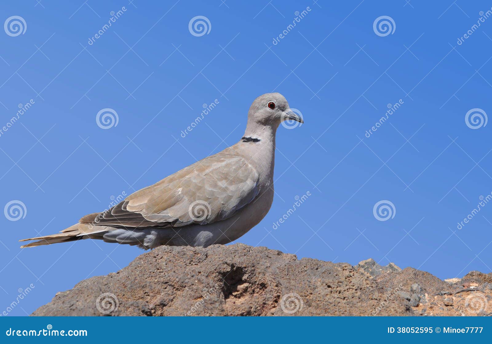 Fuerteventura Eurasian Collared Dove 1 Stock Image Image of canary