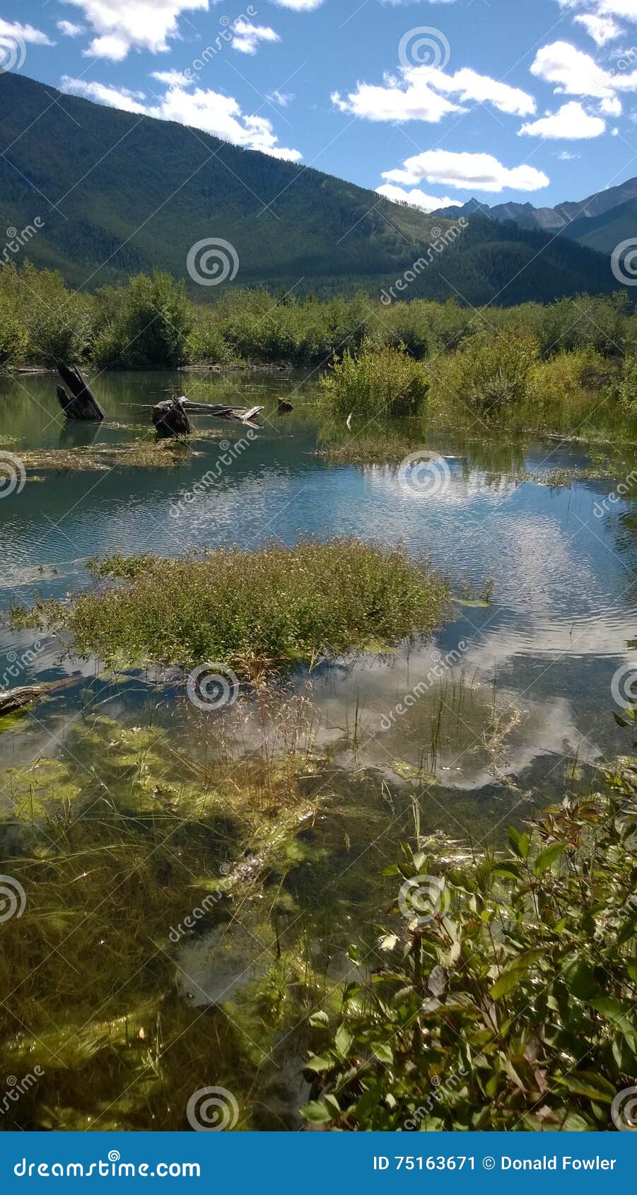 Fuga banff de Fenlands. Fenlands, terras molhadas, montanha, água da árvore do coto da água da reflexão de banff do verão