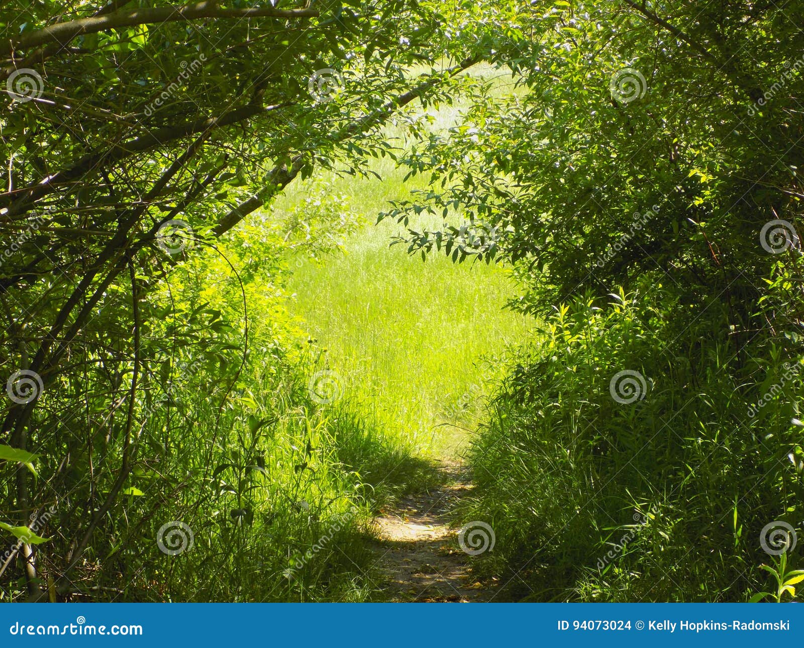 Fuga de caminhada coberta. Um túnel verde feito das árvores e dos arbustos