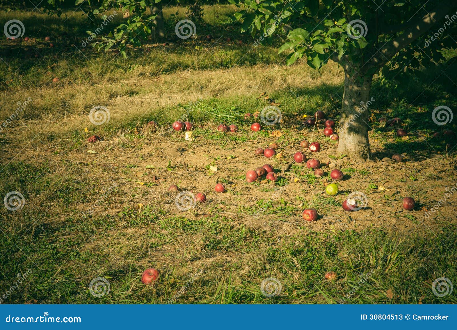 Fuji Apple Orchard stock image. Image of ripe, apple 30804513