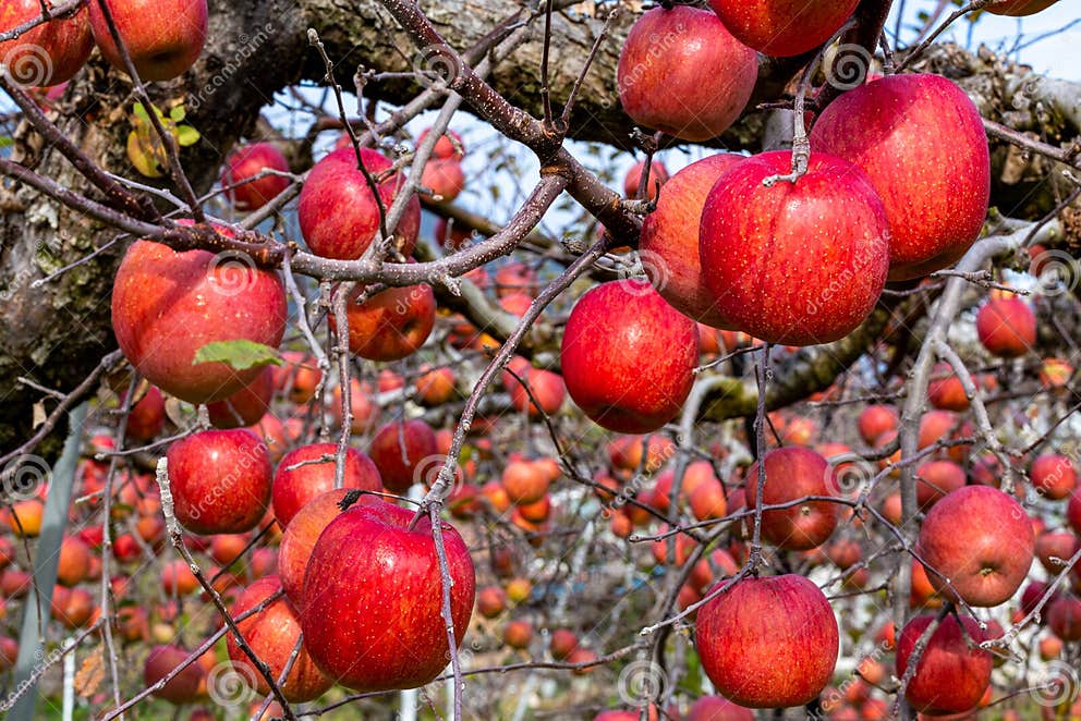 Fuji Apples with Delicious Honey from the Orchard. Stock Photo Image